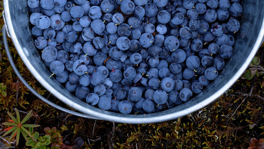 Hats, Buckets, and Blueberries: An Alaska Summer Tradition