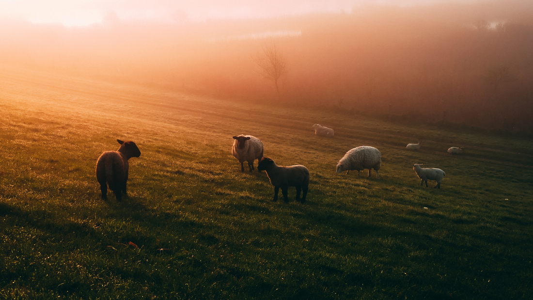 Wool Isn’t What It Used to Be—And That’s a Good Thing