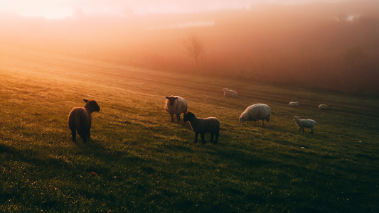 Wool Isn’t What It Used to Be—And That’s a Good Thing